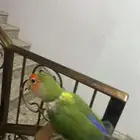 روز اخضراليف