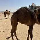قعود للبيع