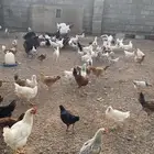 دجاج تركي ولوهمان