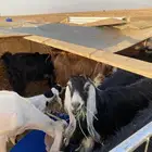 معزا مواليد