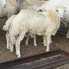 تيس وكبش البيع