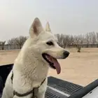 للبيع كلب