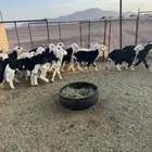 خرفان