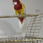 روزيلا   جوز روز
