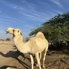 بعير علياني رباع
