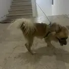كلب أليف للبيع