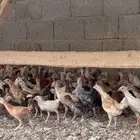 صوص بلدي