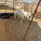 الشميسي طريق الخواجات قبل حوش الجابري