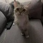 قطة للتبني