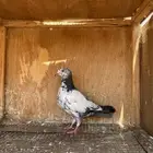 حمام باكستاني