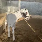 تيس بيشي للبيع