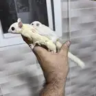 سنجاب شوقر قلايدر البينو