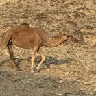 نياق للبيع وحده حايل جاهزه لضراب وحده لقحه