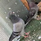 للبيع جوز قطايف تب وتحته بيض قريب يفقس وهذا مطير الانثي