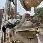 دجاج فارسي ديك ودجاجه
