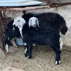 خرفان للبيع واحد فحل واثنين صغار
