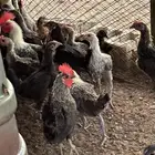 دجاج للبيع