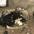 للبيع بط مصري تحته اثنين