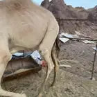 قعود اصيل صافي فيه 8 أسوم وصل10 مع أشهاده الأب اصيل