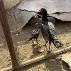 دجاج بكستاني