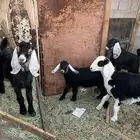 معزا خلفات 3 ووحده دافع مع فحلها