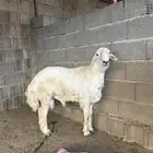 الباحه قلوه تهامه