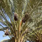 تمر مبرومه الموقع ابو راكه