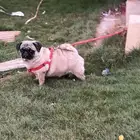 كلبة بق للبيع