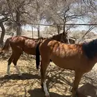 حصان للبيع (العدد راسين) جملة أو تفريد