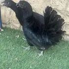 يوجد دجاج سومطرا للبيع