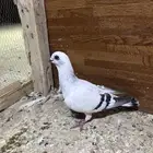 حمام شامي كشيش