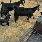 معزاء بعياله