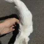 بسه أليفه صغيره تعيش داخل المنازل ل التبني بدون مقابل