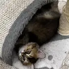 سكوتش بيور استريت مطعم ب500