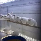 يمام سنوايت صافي