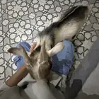 ماعز قزم للبيع