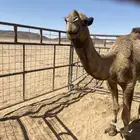 البعير الكفو ساس دبياني