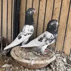 زوج بكستاني