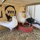 انثتين فرنسيه وذكر حب رمان   جوز شيرازي