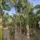 مشتل أبحر الشمالية بأسعار منافسة