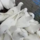 حمام هومر جميع الألوان أزواج