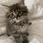 قطط صغيرة