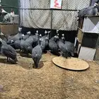 دجاج حبش بياض