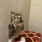محميه