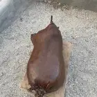 شنه تمر صفري