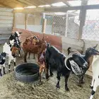 سوق الدمام