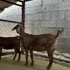 عناق دافع للبيع