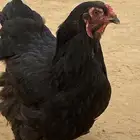 دجاجه براهما
