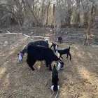 معزا. عوارض على اثنين