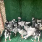 حمام باكستاني تيدي رام